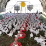 Ronda Rousey Instagram - We at @browseyacres are taking on climate change with regenerative agriculture 👩🏼‍🌾 Which is why we’re soon going to be able to offer pasture raised chickens! By teaming up with our animals to mimic natural processes we’re building more soil to help our cows (and now chickens) sequester more greenhouse gasses than they produce. Here’s the plan! Our goal is to take @browseyacresoregon pasture land we recently acquired that had been neglected for years and make it into a thriving ecosystem. One of the ways we’re doing that is incorporating two groups of chickens: Broilers, who grow big and fast are for meat - and Layers who will be producing eggs. But the meat and eggs are just byproducts of what the chickens are actually here to do - heal our land. As part of our pasture rehab, we’re moving the broilers to a different patch of grass every day inside a mobile scooner. Because of the higher density of birds in a more limited space, they scratch and eat the grass down to the dirt, mixing in 300lbs of their poop a day in the process (nutrients from the dirt, grass and bugs is great the chickens’ health too!) We’ll then let that patch of grass regrow for a whole year before letting the cows come in to mow the grass down again, dropping their own steamy piles of 💩 nutrients in the process. Then the layers (we’re still working on their accommodations) will come in behind the cows to scratch through the cow poo, eat the fly larvae, and mix the poo piles in with the soil. They will be entirely free to roam and in a lower density than the broilers, so the grass can grow back faster to be grazed by the cows again sooner. The layers will have their hen house to return to for shelter and protection from predators at night where we’ll collect their eggs. If you want to vote with your dollars for humanely raised chickens who are healing the land and fighting climate change, consider signing up for a subscription at browseyacres.com when they become available!