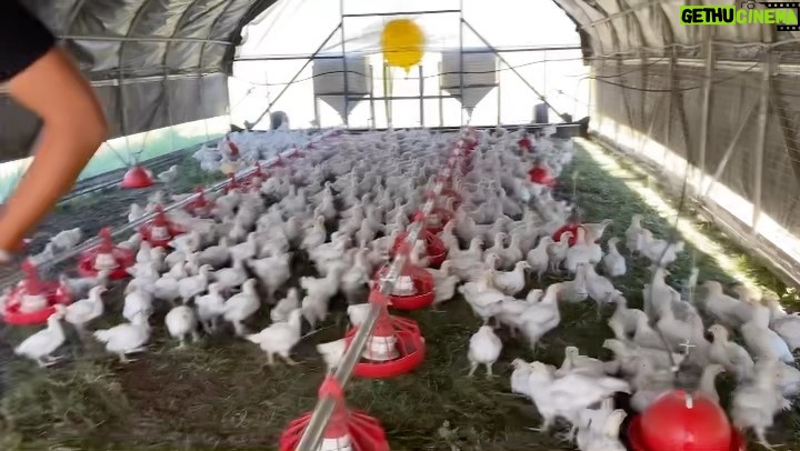 Ronda Rousey Instagram - We at @browseyacres are taking on climate change with regenerative agriculture 👩🏼‍🌾 Which is why we’re soon going to be able to offer pasture raised chickens! By teaming up with our animals to mimic natural processes we’re building more soil to help our cows (and now chickens) sequester more greenhouse gasses than they produce. Here’s the plan! Our goal is to take @browseyacresoregon pasture land we recently acquired that had been neglected for years and make it into a thriving ecosystem. One of the ways we’re doing that is incorporating two groups of chickens: Broilers, who grow big and fast are for meat - and Layers who will be producing eggs. But the meat and eggs are just byproducts of what the chickens are actually here to do - heal our land. As part of our pasture rehab, we’re moving the broilers to a different patch of grass every day inside a mobile scooner. Because of the higher density of birds in a more limited space, they scratch and eat the grass down to the dirt, mixing in 300lbs of their poop a day in the process (nutrients from the dirt, grass and bugs is great the chickens’ health too!) We’ll then let that patch of grass regrow for a whole year before letting the cows come in to mow the grass down again, dropping their own steamy piles of 💩 nutrients in the process. Then the layers (we’re still working on their accommodations) will come in behind the cows to scratch through the cow poo, eat the fly larvae, and mix the poo piles in with the soil. They will be entirely free to roam and in a lower density than the broilers, so the grass can grow back faster to be grazed by the cows again sooner. The layers will have their hen house to return to for shelter and protection from predators at night where we’ll collect their eggs. If you want to vote with your dollars for humanely raised chickens who are healing the land and fighting climate change, consider signing up for a subscription at browseyacres.com when they become available!