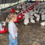 Ronda Rousey Instagram - Do you know where your chicken comes from? What kind of life do they live? What kind of food do they eat? Well here’s how we run our pasture raised chicken operation at @browseyacresoregon - Our chicks are dropped off from a local hatchery, we do not support male culling and raise a mix of males and females together. They stay in their indoor “nursery” until 4 weeks old and then schooners on the pasture till they’re 8-10 weeks old (industry standard is closer to 6 weeks). We feed them our proprietary, corn and soy free, canola based blend, along with pasture grass and whatever bugs they can find and minerals from our volcanic southern Oregon soil. They mix 300 pounds of their droppings in with the soil when they’re moved to a fresh patch of grass each day. After they’ve taken the grass down and mixed in their poo we let the area rest till next year. By then the grass has fully recovered and we let our wagyu herd graze on it, followed by the chickens again, and so on. We love our animals and hope you enjoy watching them live on our pasture exhibiting natural behaviors and taking part of the ecosystem instead of being removed from it. We believe the highest quality life for our animals yields the highest quality product- Check the link in our bio to try for yourself 🙏🏼❤️🐓🐂
