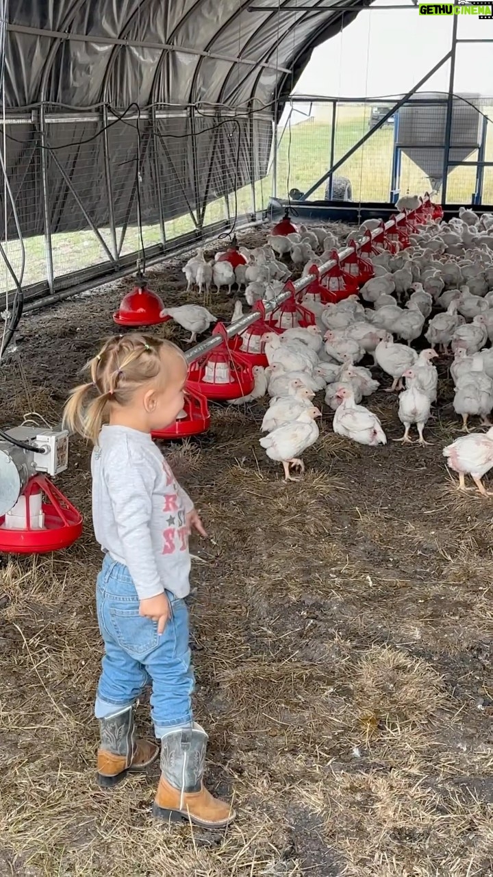 Ronda Rousey Instagram - Do you know where your chicken comes from? What kind of life do they live? What kind of food do they eat? Well here’s how we run our pasture raised chicken operation at @browseyacresoregon - Our chicks are dropped off from a local hatchery, we do not support male culling and raise a mix of males and females together. They stay in their indoor “nursery” until 4 weeks old and then schooners on the pasture till they’re 8-10 weeks old (industry standard is closer to 6 weeks). We feed them our proprietary, corn and soy free, canola based blend, along with pasture grass and whatever bugs they can find and minerals from our volcanic southern Oregon soil. They mix 300 pounds of their droppings in with the soil when they’re moved to a fresh patch of grass each day. After they’ve taken the grass down and mixed in their poo we let the area rest till next year. By then the grass has fully recovered and we let our wagyu herd graze on it, followed by the chickens again, and so on. We love our animals and hope you enjoy watching them live on our pasture exhibiting natural behaviors and taking part of the ecosystem instead of being removed from it. We believe the highest quality life for our animals yields the highest quality product- Check the link in our bio to try for yourself 🙏🏼❤️🐓🐂