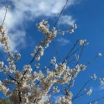 Rosie Huntington-Whiteley Instagram - Spring is springing 🌸