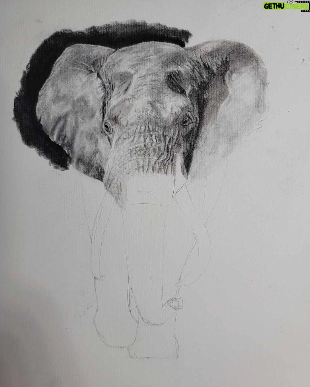 Ross Butler - 463K Likes - This was hard. Finished at 2:30am after working on it obsessively over the last four days. I am actually really proud of myself with this one. I was intimated by charcoal up until last week, but sometimes you just gotta risk it for the biscuit. Have patience and confidence in yourself and you can learn anything. Perfectionism ironically leads you away from being the more perfect you. And yeah, I like elephants, so what. ❤️