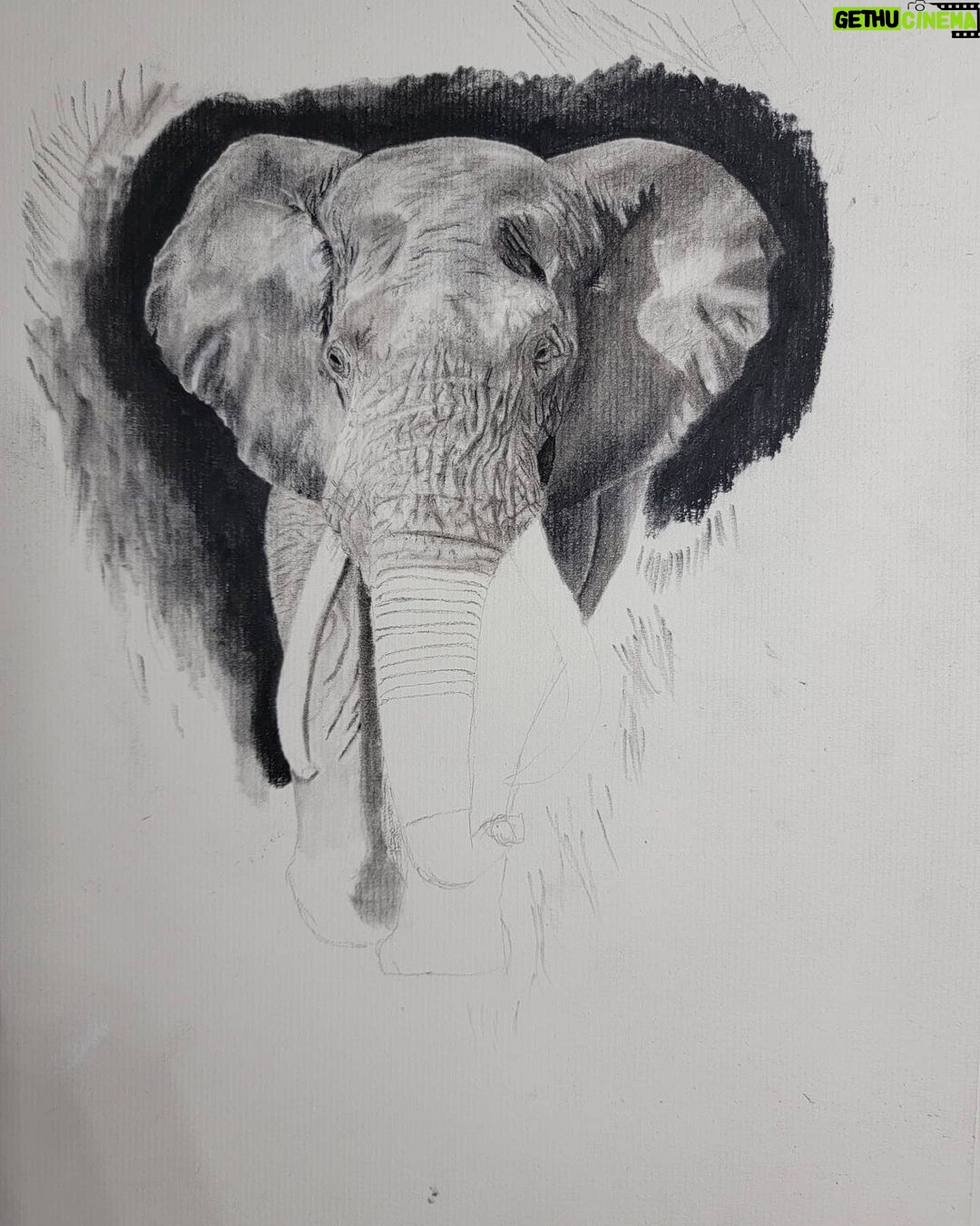 Ross Butler - 463K Likes - This was hard. Finished at 2:30am after working on it obsessively over the last four days. I am actually really proud of myself with this one. I was intimated by charcoal up until last week, but sometimes you just gotta risk it for the biscuit. Have patience and confidence in yourself and you can learn anything. Perfectionism ironically leads you away from being the more perfect you. And yeah, I like elephants, so what. ❤️