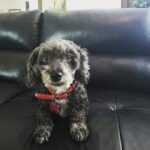 Ross Butler Instagram - I'll miss you forever, Fraggles. Fraggles was the last of his line. Over the last few years, we lost the best family of dogs. Nishky, Mama, Benny, Kong, and Fraggles, you all changed my life. They were with me from when I first came to LA and started my new life. They helped me get through a lot. I'll always be grateful. Bleeeehhhh