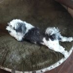 Ross Butler Instagram - I'll miss you forever, Fraggles. Fraggles was the last of his line. Over the last few years, we lost the best family of dogs. Nishky, Mama, Benny, Kong, and Fraggles, you all changed my life. They were with me from when I first came to LA and started my new life. They helped me get through a lot. I'll always be grateful. Bleeeehhhh