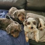 Ross Butler Instagram - I'll miss you forever, Fraggles. Fraggles was the last of his line. Over the last few years, we lost the best family of dogs. Nishky, Mama, Benny, Kong, and Fraggles, you all changed my life. They were with me from when I first came to LA and started my new life. They helped me get through a lot. I'll always be grateful. Bleeeehhhh