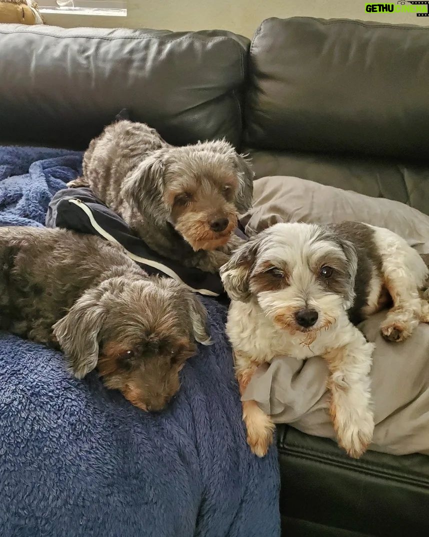 Ross Butler Instagram - I'll miss you forever, Fraggles. Fraggles was the last of his line. Over the last few years, we lost the best family of dogs. Nishky, Mama, Benny, Kong, and Fraggles, you all changed my life. They were with me from when I first came to LA and started my new life. They helped me get through a lot. I'll always be grateful. Bleeeehhhh
