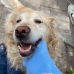 Ruth Righi Instagram - There are a lot of dogs in my camera roll
