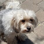 Ruth Righi Instagram - There are a lot of dogs in my camera roll