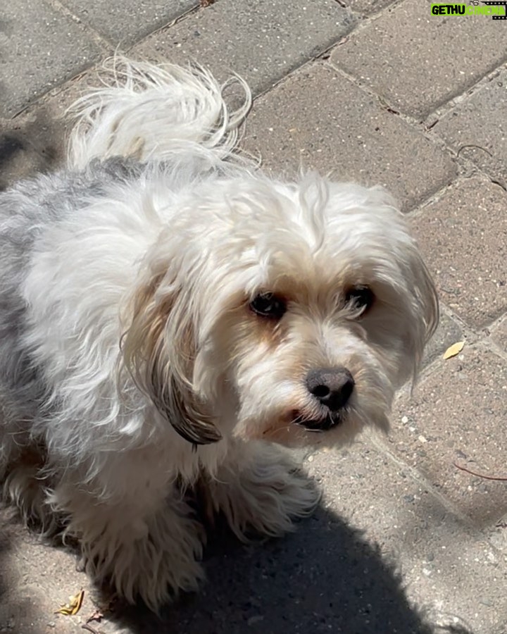 Ruth Righi Instagram - There are a lot of dogs in my camera roll