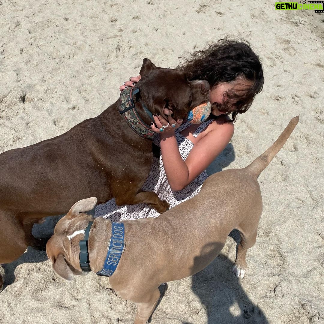 Ruth Righi Instagram - There are a lot of dogs in my camera roll