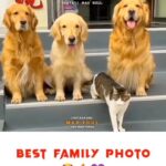 Rutina Wesley Instagram - The way I just cackled! 😂 Hoping Isla and Nova will be like this one day. Repost from @cute_dog4u_ • Too much Love 😘😗😍🥰.... Tags your friends ❤️ Follow us 👉@cute_dog4u_ , for more Dm for credits/removal. #goldenretrievers #goldenretriever #goldenretrieverlove #goldenretrieverlover #goldenretrieversofinstagram #goldenretrieverpuppies #goldenretrieverlovers #goldenretrievertoday #goldenretrieverpuppy #doglover #dogoftheday #instadog #cutedogs #cutedog #animallovers #instadog #petlovers #usa #usa🇺🇸