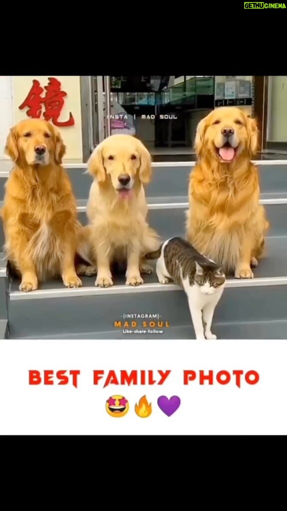 Rutina Wesley Instagram - The way I just cackled! 😂 Hoping Isla and Nova will be like this one day. Repost from @cute_dog4u_ • Too much Love 😘😗😍🥰.... Tags your friends ❤️ Follow us 👉@cute_dog4u_ , for more Dm for credits/removal. #goldenretrievers #goldenretriever #goldenretrieverlove #goldenretrieverlover #goldenretrieversofinstagram #goldenretrieverpuppies #goldenretrieverlovers #goldenretrievertoday #goldenretrieverpuppy #doglover #dogoftheday #instadog #cutedogs #cutedog #animallovers #instadog #petlovers #usa #usa🇺🇸