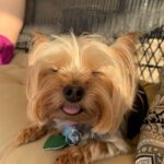 Ryan Lee Instagram - Here’s some camera roll k-9 cute for your dopamine levels. Hope everyone is having a good day ❤️🤗