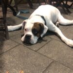 Ryan Lee Instagram - Here’s some camera roll k-9 cute for your dopamine levels. Hope everyone is having a good day ❤️🤗