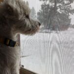 Ryan Lee Instagram - Here’s some camera roll k-9 cute for your dopamine levels. Hope everyone is having a good day ❤️🤗