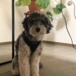 Ryan Lee Instagram - Here’s some camera roll k-9 cute for your dopamine levels. Hope everyone is having a good day ❤️🤗