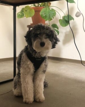 Ryan Lee Instagram - Here’s some camera roll k-9 cute for your dopamine levels. Hope everyone is having a good day ❤️🤗