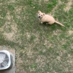 Ryan Lee Instagram - Here’s some camera roll k-9 cute for your dopamine levels. Hope everyone is having a good day ❤️🤗