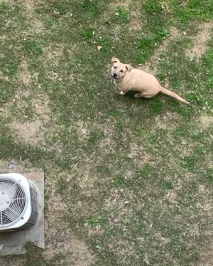 Ryan Lee Instagram - Here’s some camera roll k-9 cute for your dopamine levels. Hope everyone is having a good day ❤️🤗