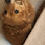 Ryan Lee Instagram - Here’s some camera roll k-9 cute for your dopamine levels. Hope everyone is having a good day ❤️🤗