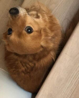 Ryan Lee Instagram - Here’s some camera roll k-9 cute for your dopamine levels. Hope everyone is having a good day ❤️🤗