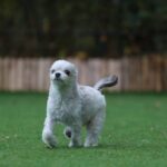 Ryo Sato Instagram – #ぶぶチャチャ通信
ぶぶさんは、ちょいちょい出てくる３枚目がさすが私の子って感じ。
チャチャはまだまだ赤ちゃんなので日頃とんっっっでもないヤンチャ＆甘えん坊ですが、写真撮影の際はきちんとしてて、それもまた面白かわいいですね。