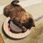 Ryo Yokoyama Instagram - 子熊って言ったら信じる人いそうですよね。 #にゃんすたぐらむ