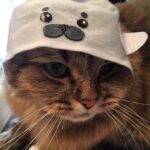 Ryo Yokoyama Instagram - 満更でも無い感じのおキャット様。 #にゃんすたぐらむ