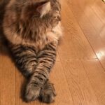 Ryo Yokoyama Instagram - マンチカンとは思えぬ手の長さ。 #にゃんすたぐらむ