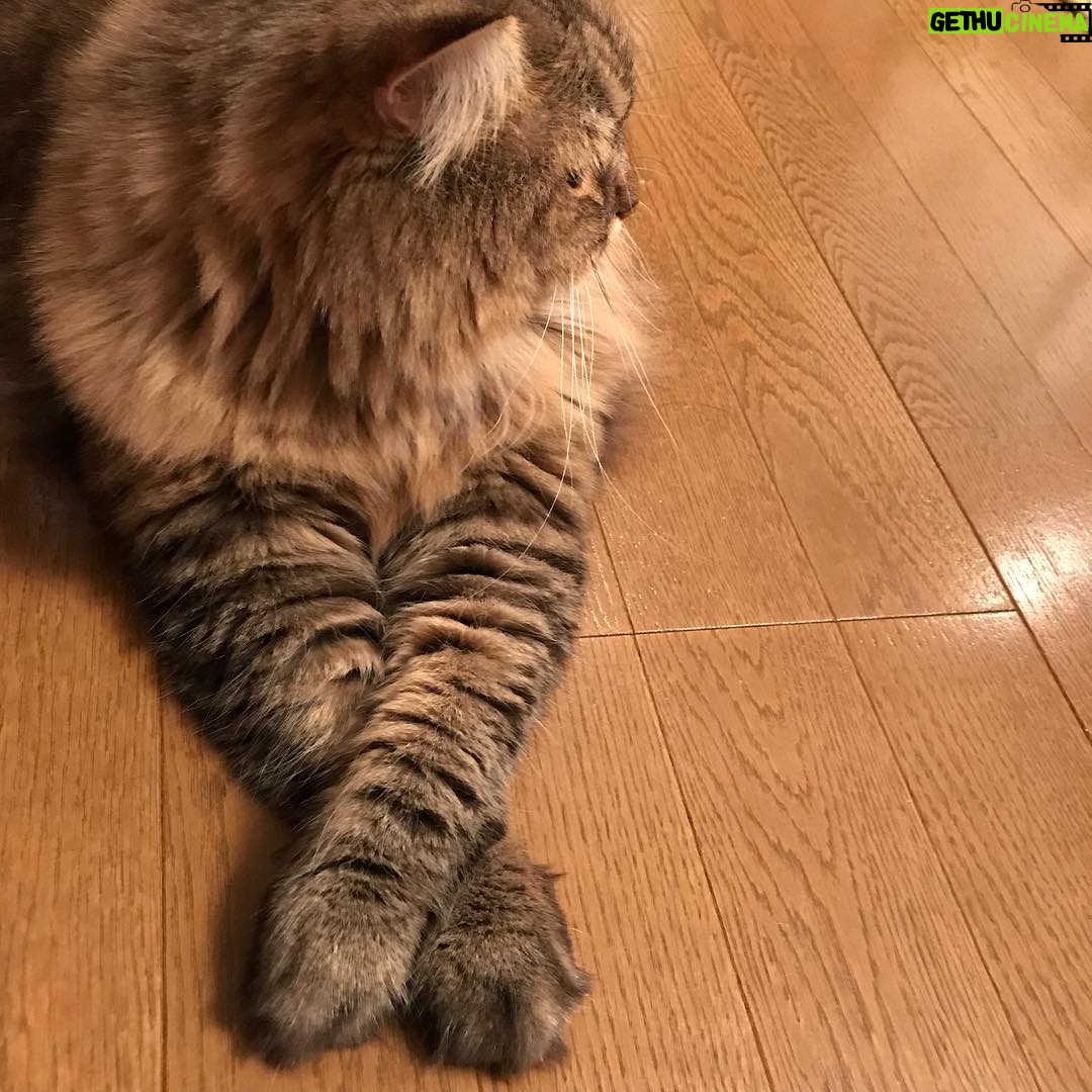 Ryo Yokoyama Instagram - マンチカンとは思えぬ手の長さ。 #にゃんすたぐらむ