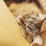 Ryo Yokoyama Instagram – 猫の日なのでキメ顔とつぶれ顔のおキャット様をどうぞ。
#猫の日
#にゃんすたぐらむ