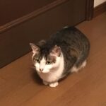Ryo Yokoyama Instagram - なんとなくシュールなおキャット様をどうぞ。 #にゃんすたぐらむ