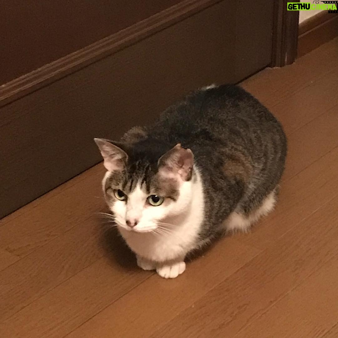 Ryo Yokoyama Instagram - なんとなくシュールなおキャット様をどうぞ。 #にゃんすたぐらむ