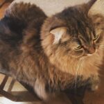 Ryo Yokoyama Instagram - 暑いですね。おキャット様の写真をどうぞ。#にゃんすたぐらむ #猫