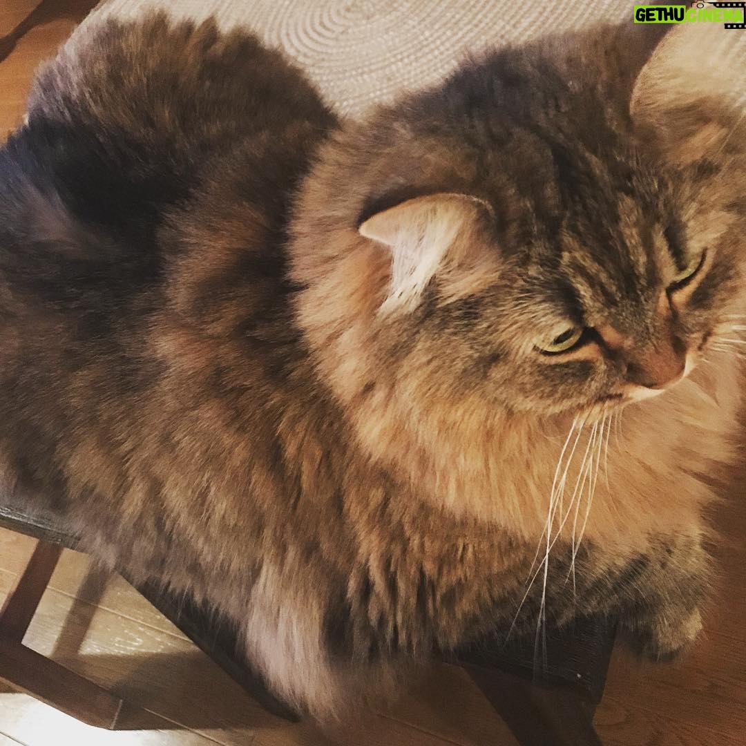 Ryo Yokoyama Instagram - 暑いですね。おキャット様の写真をどうぞ。#にゃんすたぐらむ #猫