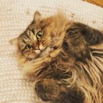 Ryo Yokoyama Instagram – 「THE 猫」って感じの写真撮れました。
#ねこ #にゃんすたぐらむ