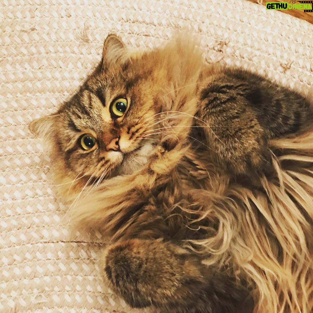 Ryo Yokoyama Instagram - 「THE 猫」って感じの写真撮れました。 #ねこ #にゃんすたぐらむ