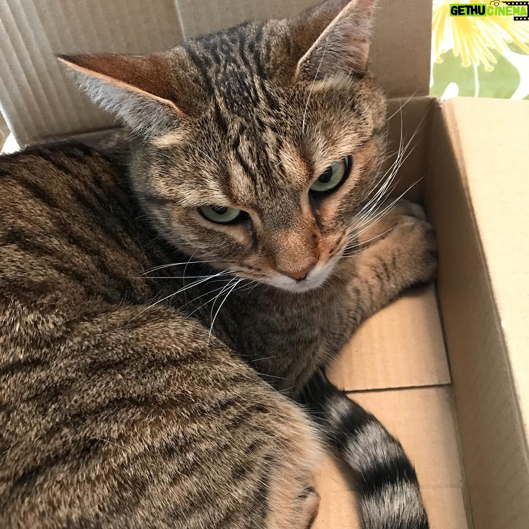 Ryo Yokoyama Instagram - 癒しです。#ねこすたぐらむ #目つきの悪さは #写りの問題