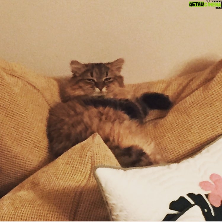 Ryo Yokoyama Instagram - チベットスナギツネみたいな目しやがって！！ #猫自慢