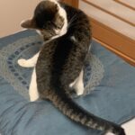 Ryo Yokoyama Instagram - 最近は載せるような写真が無くだいぶ更新していませんでしたので、とりあえずスカジャンの刺繍の虎みたいなポーズの猫を載せておきますね。