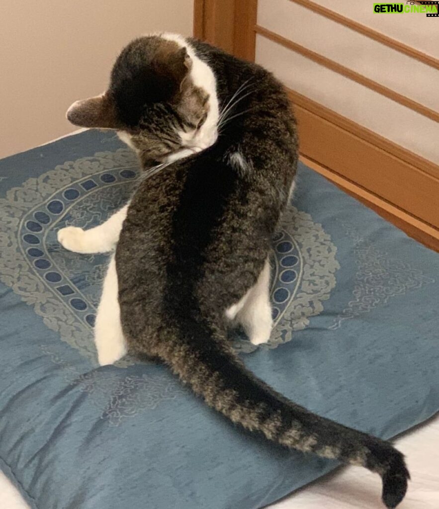 Ryo Yokoyama Instagram - 最近は載せるような写真が無くだいぶ更新していませんでしたので、とりあえずスカジャンの刺繍の虎みたいなポーズの猫を載せておきますね。