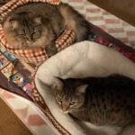 Ryo Yokoyama Instagram - ぬくぬくなおキャット様ズ。 目つきは凄いですが、本当はご満悦なんです信じてください。 #にゃんすたぐらむ