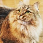 Ryo Yokoyama Instagram – 猫の日なのでキメ顔とつぶれ顔のおキャット様をどうぞ。
#猫の日
#にゃんすたぐらむ