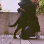 Sára Milfajtová Instagram - Puppy #flatcoatedretriever #shauntheflat #freehugs