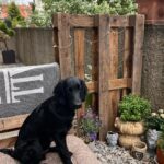 Sára Milfajtová Instagram - What a luck to have you♥️🙏 #shauntheflat #flatcoatedretriever