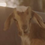 Saad Lamjarred Instagram - Teaser 2 #ACH_KHBAREK #may_4th #saadlamjarred1 #الله_يبارك_فعمر_سيدي #saadlamjarred #love_my_fans_forever_and_ever #love_my_parents_forever_and_ever @lotfi_omar @mohamedalilaaouini @hbirkousafae_officiel @rachidrafik04 @hafssa_bourkadi @wissalperezofficiel @mohammed.amine.hakem