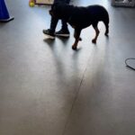 Salli Richardson-Whitfield Instagram - @calik9training thank you for taking care of our Big Baby. Our walks are now 100% better. Happy family happy dog. @alldondre and I have been working with him every day. I cannot tell you what a difference this has made in our household. Deuce was always a sweet dog, but now he is a trained dog.