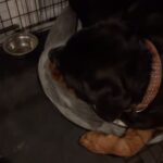 Salli Richardson-Whitfield Instagram - When your big baby thinks he is the size of your frenchie.#dogsofinstagram #dogslife #rottweiler