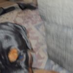 Salli Richardson-Whitfield Instagram - A little dog love after a hard day at work. #ilovemydogsomuch
